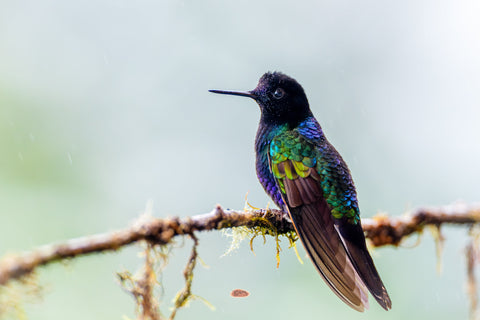 Velvet Purple Coronet perched on a mossy twig in soft mist
