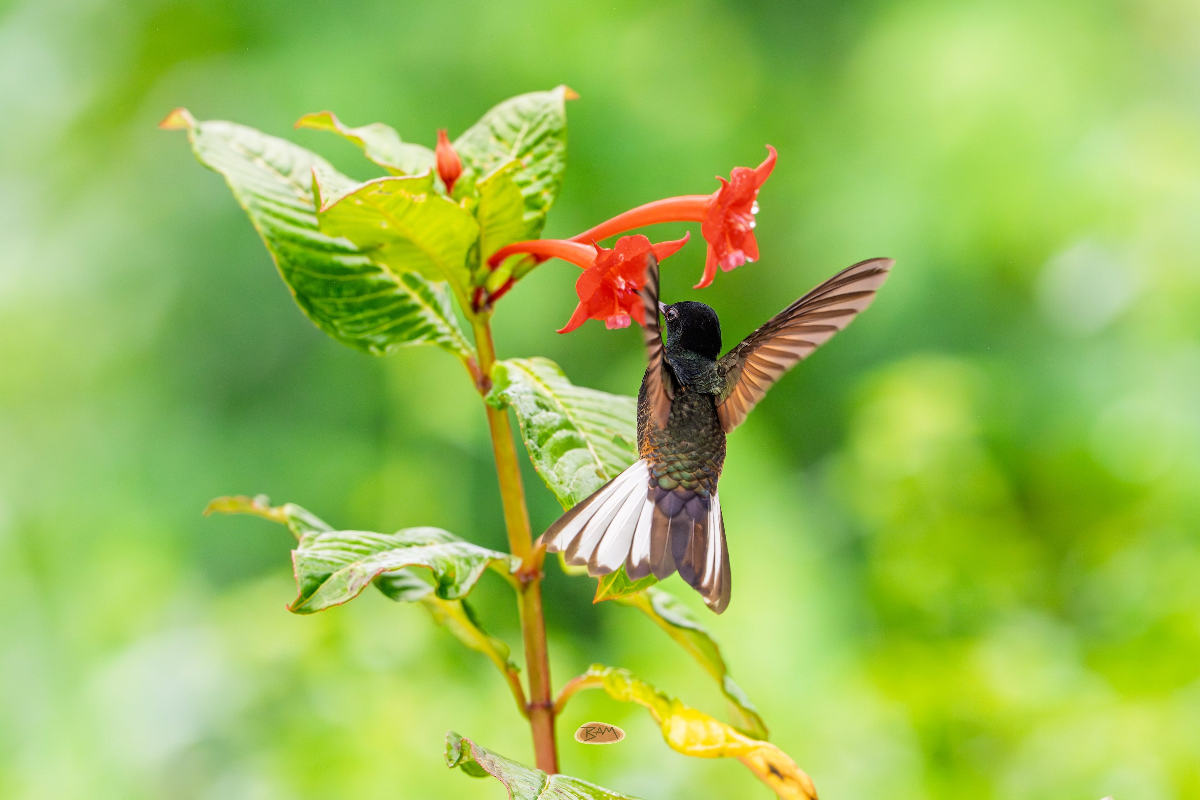 Velvet Purple Coronet hovering at red flowers against lush green