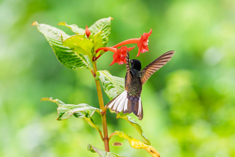Velvet Purple Coronet hovering at red flowers against lush green