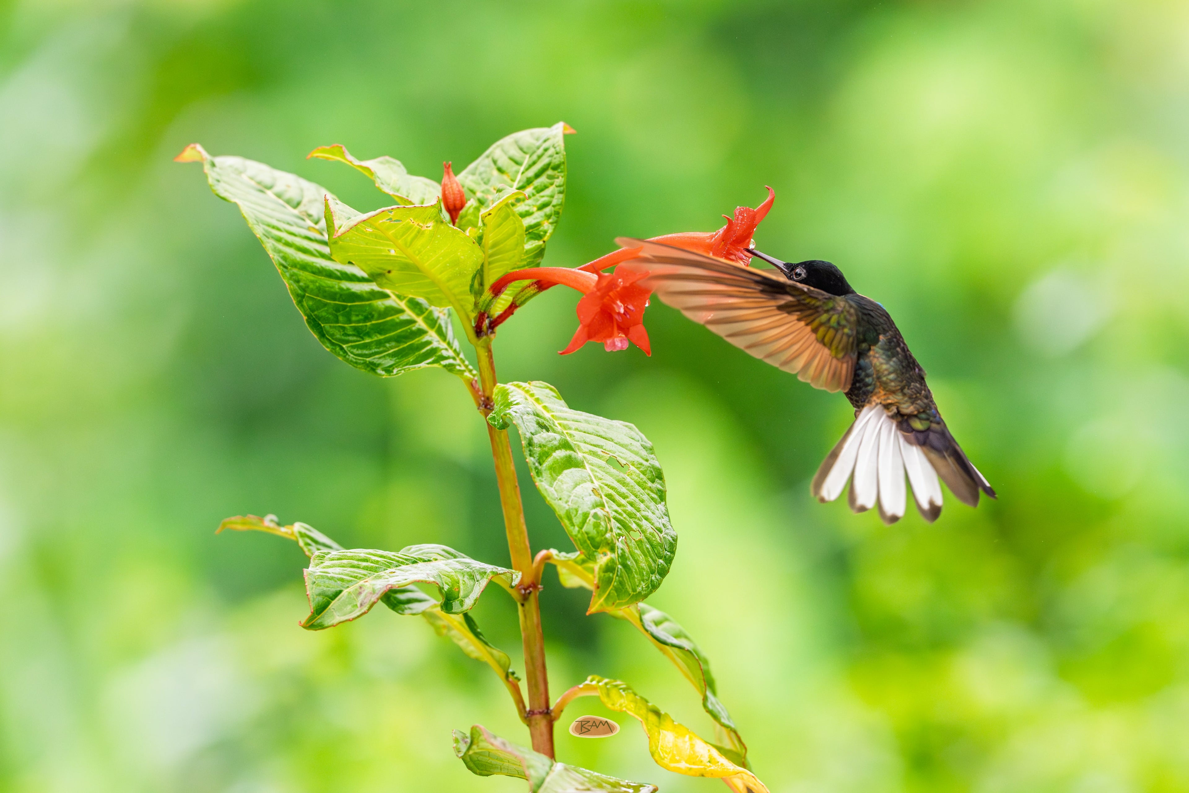 Velvet Purple Coronet feeding at an orange red bloom in flight