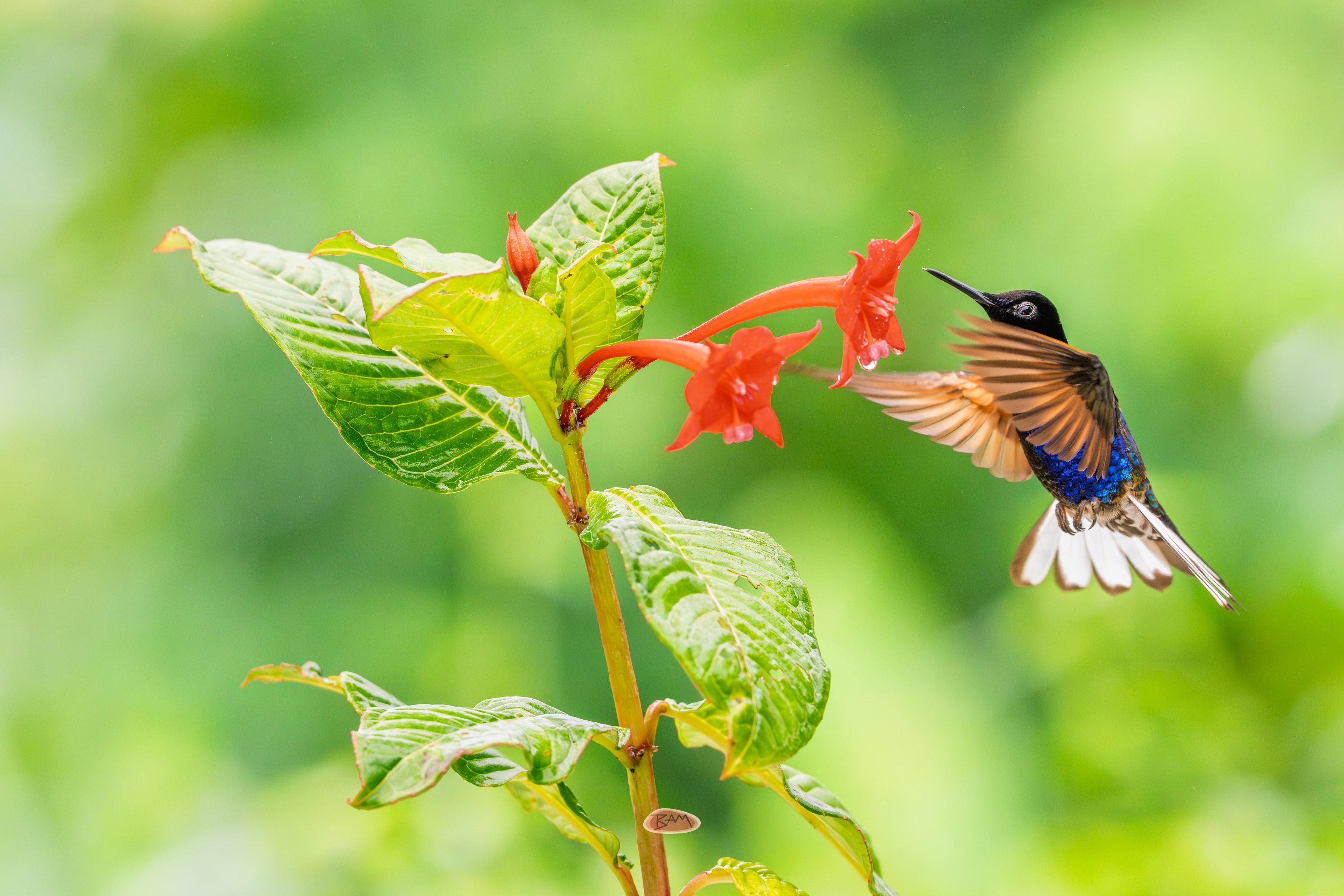 Velvet Purple Coronet hovering beside red tubular flowers in lush greenery