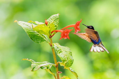 Velvet Purple Coronet hovering beside red tubular flowers in lush greenery