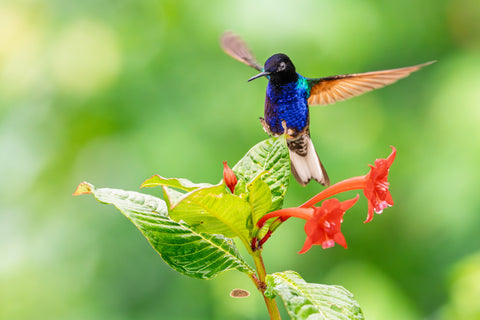Velvet Purple Coronet landing on a leafy plant above red blossoms