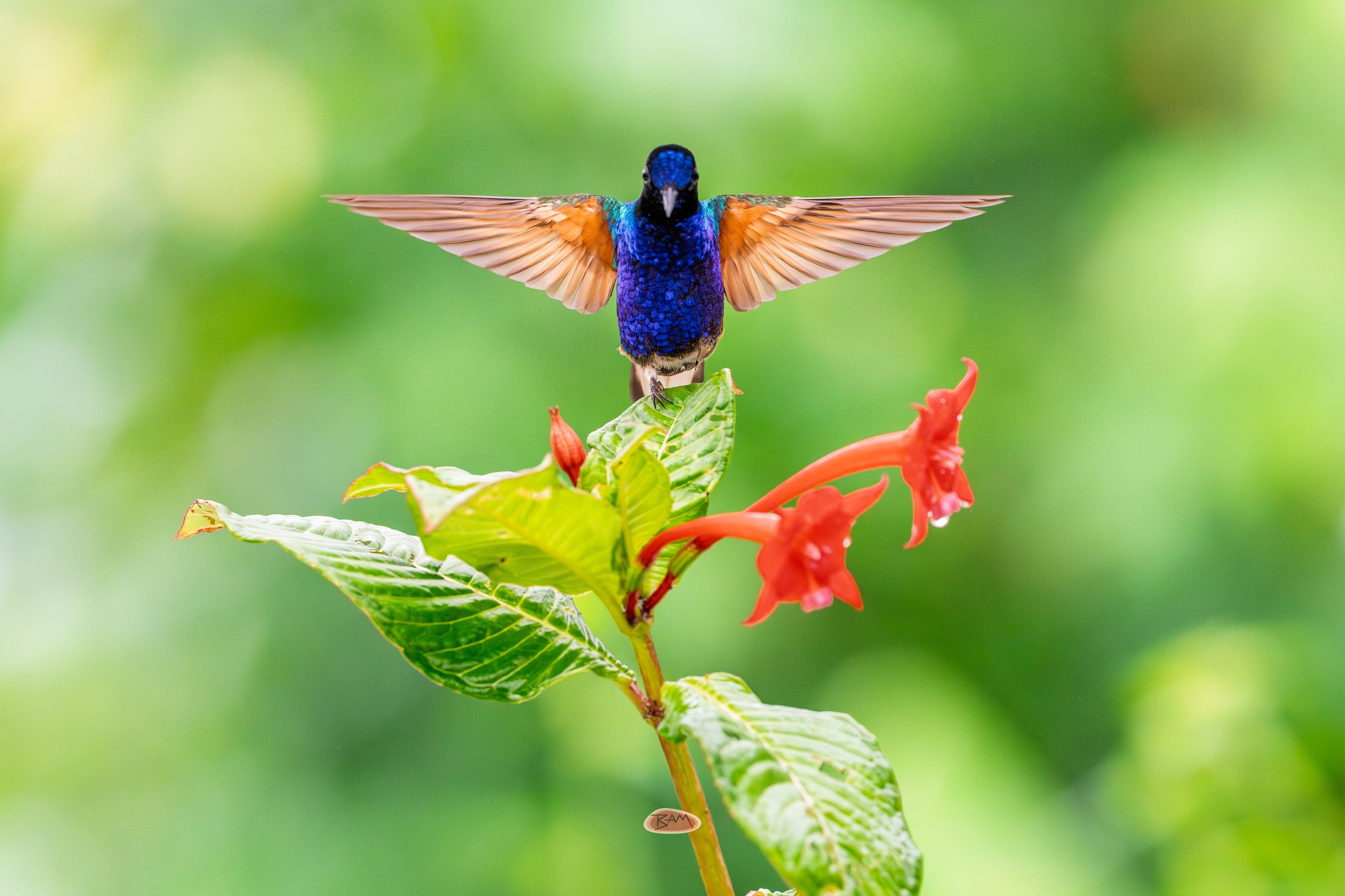 Velvet Purple Coronet perched with wings spread wide above red flowers