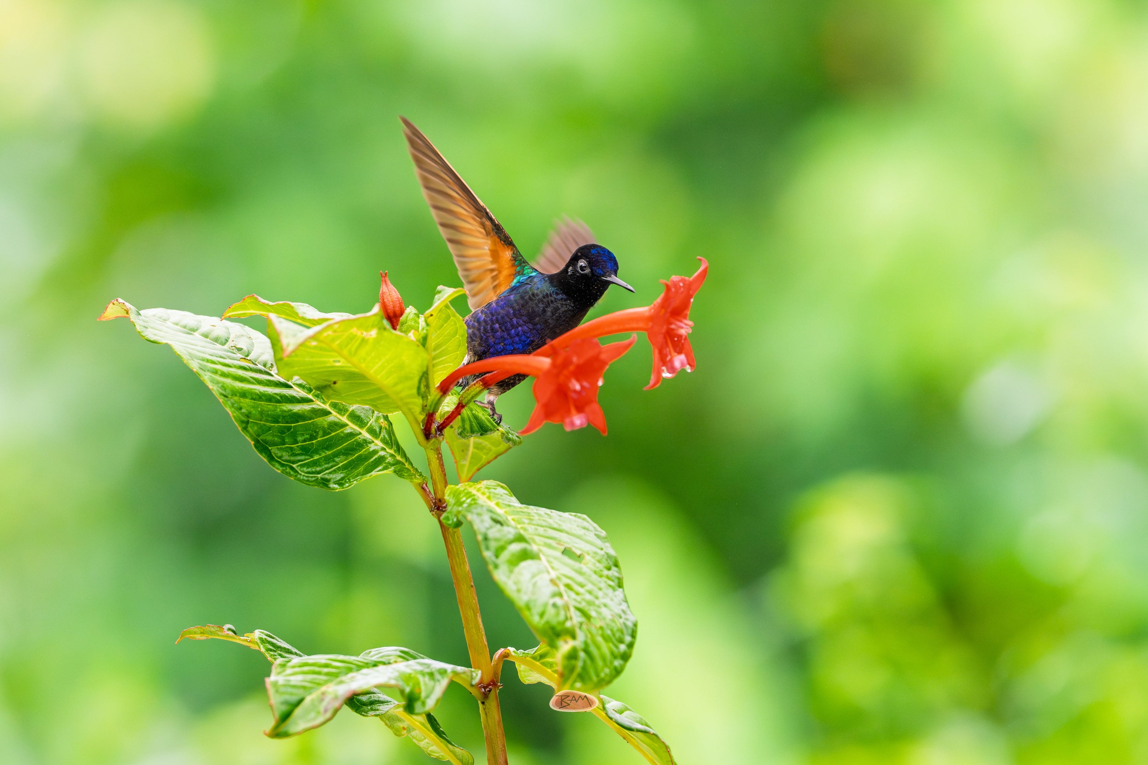Velvet Purple Coronet stretching a wing while perched on a red bloom