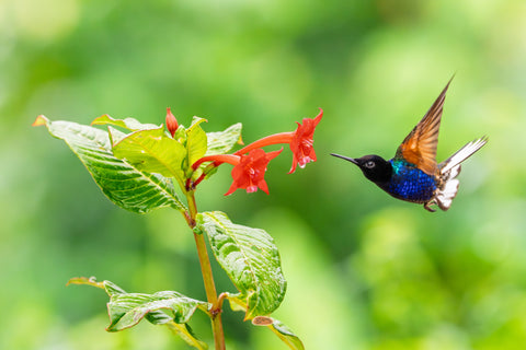 Velvet Purple Coronet in flight approaching red tubular flowers