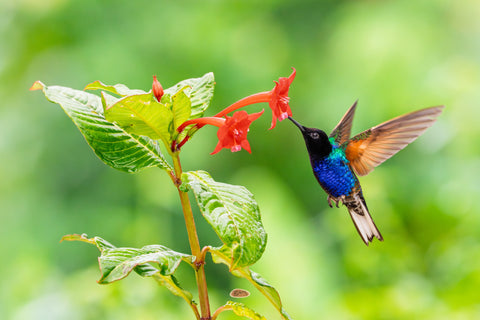 Velvet Purple Coronet sipping from a red flower in midair