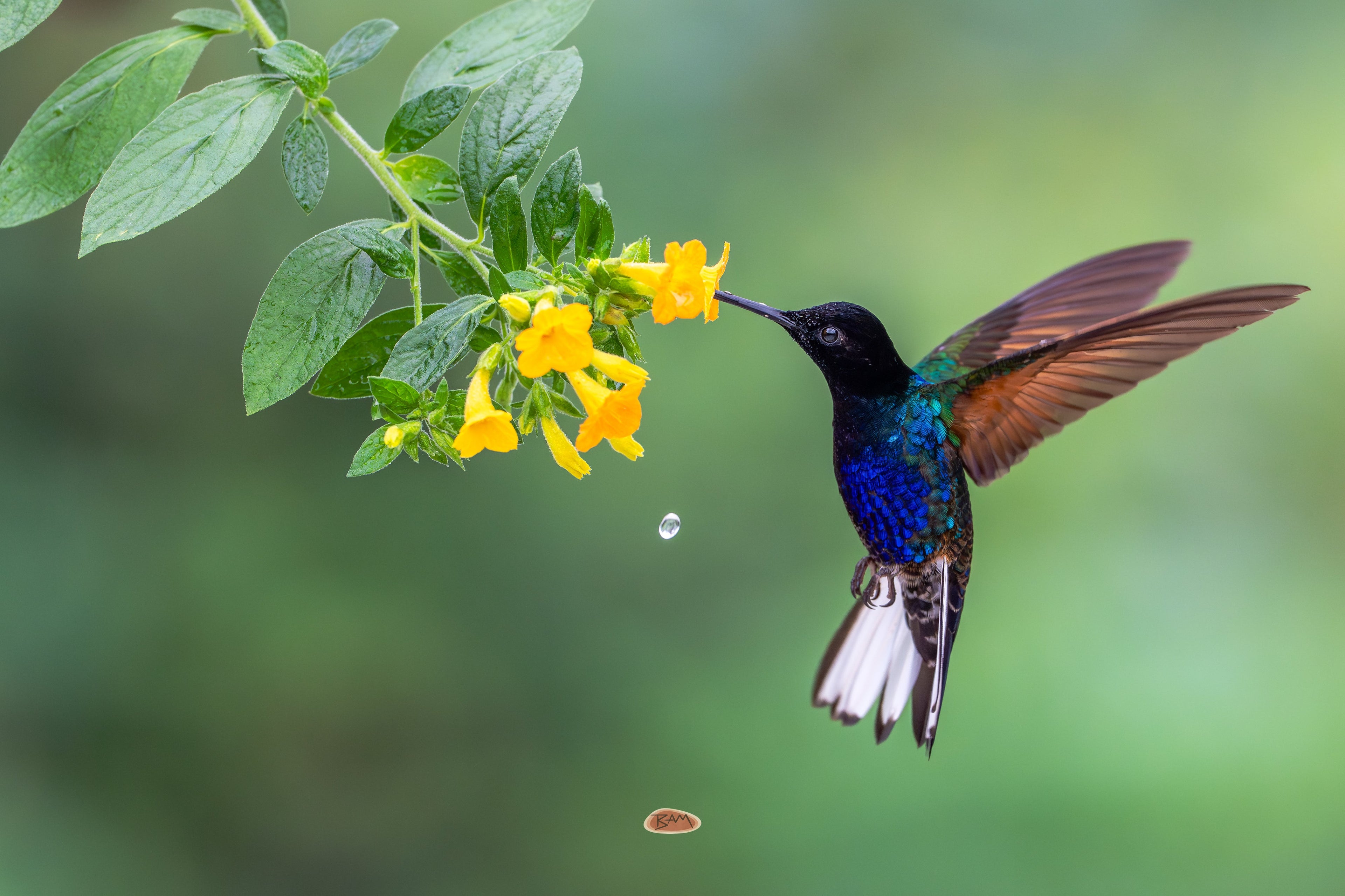 Velvet Purple Coronet feeding at yellow flowers with a falling water droplet