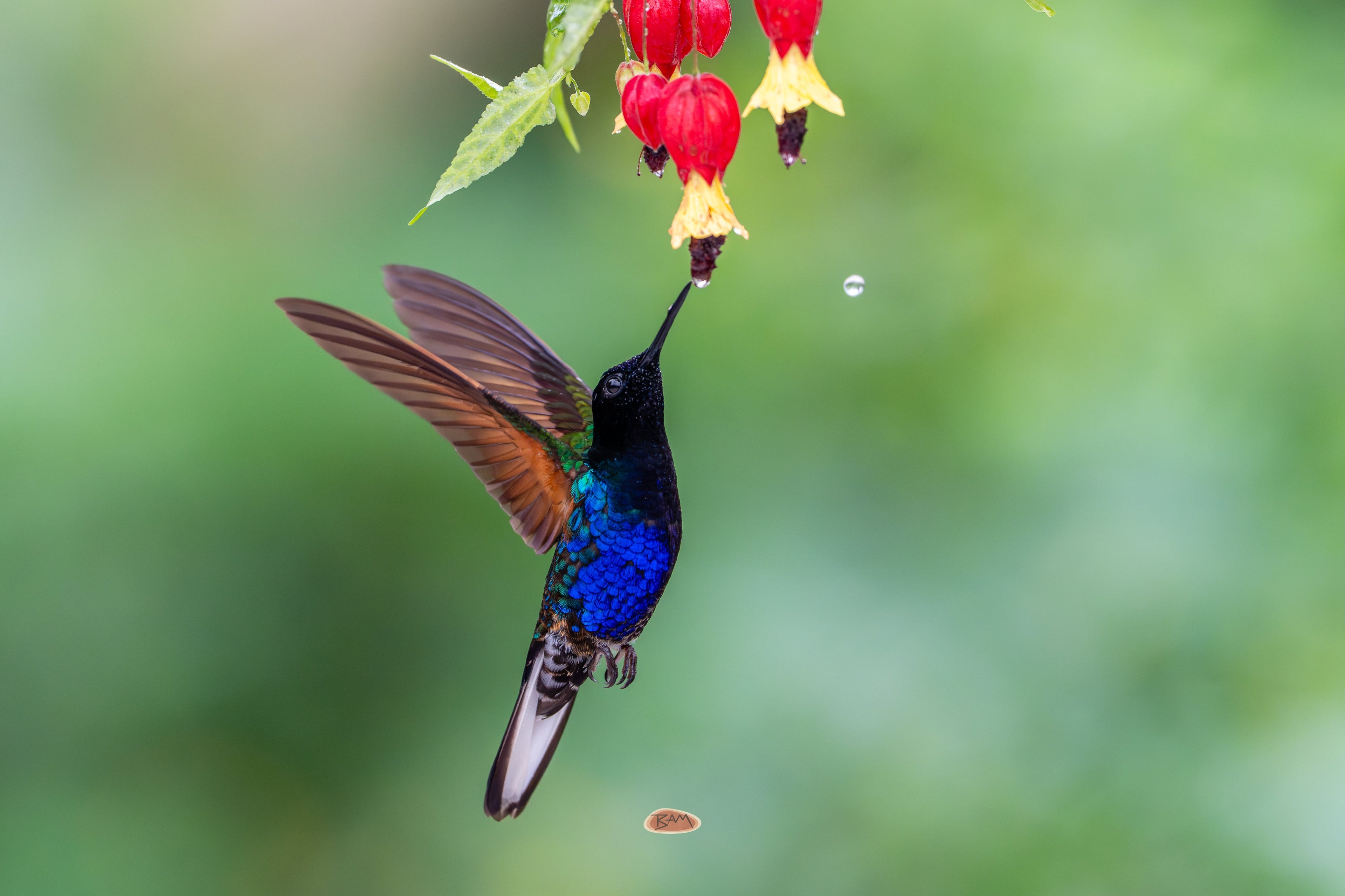 Velvet Purple Coronet hovering to feed from a red lantern flower