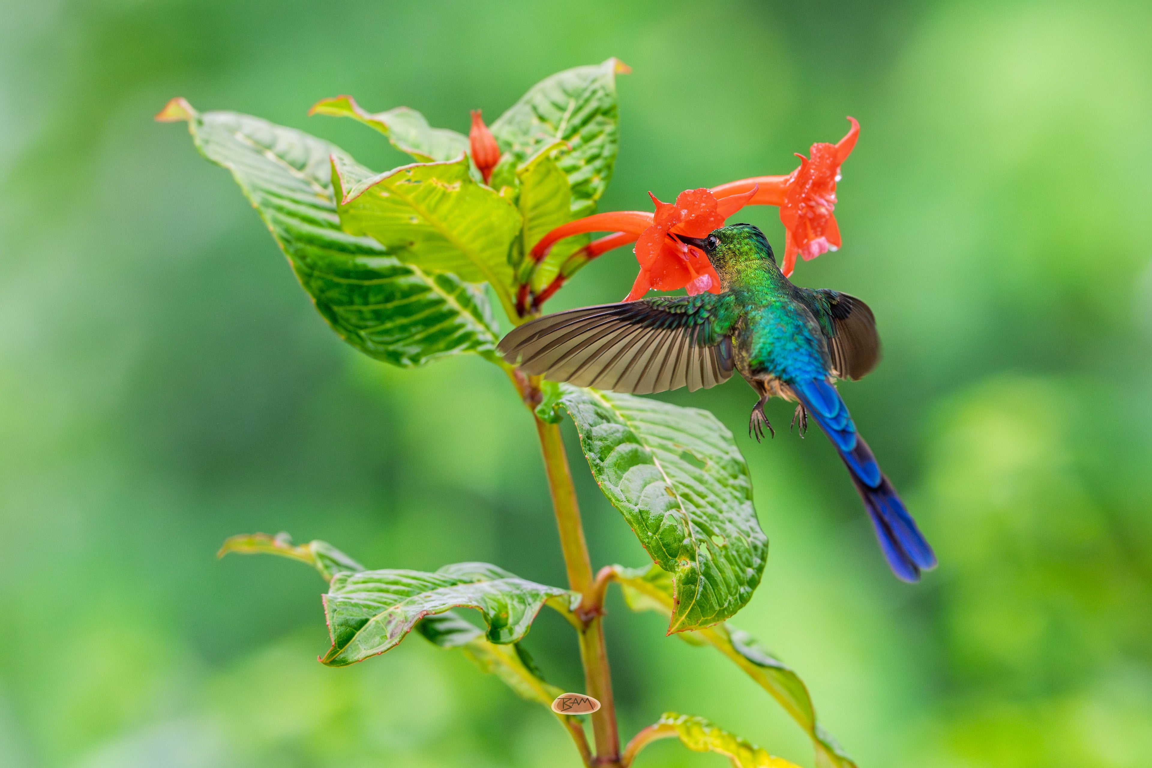 Violet Tailed Sylph with wings open feeding at a red flower in the rain