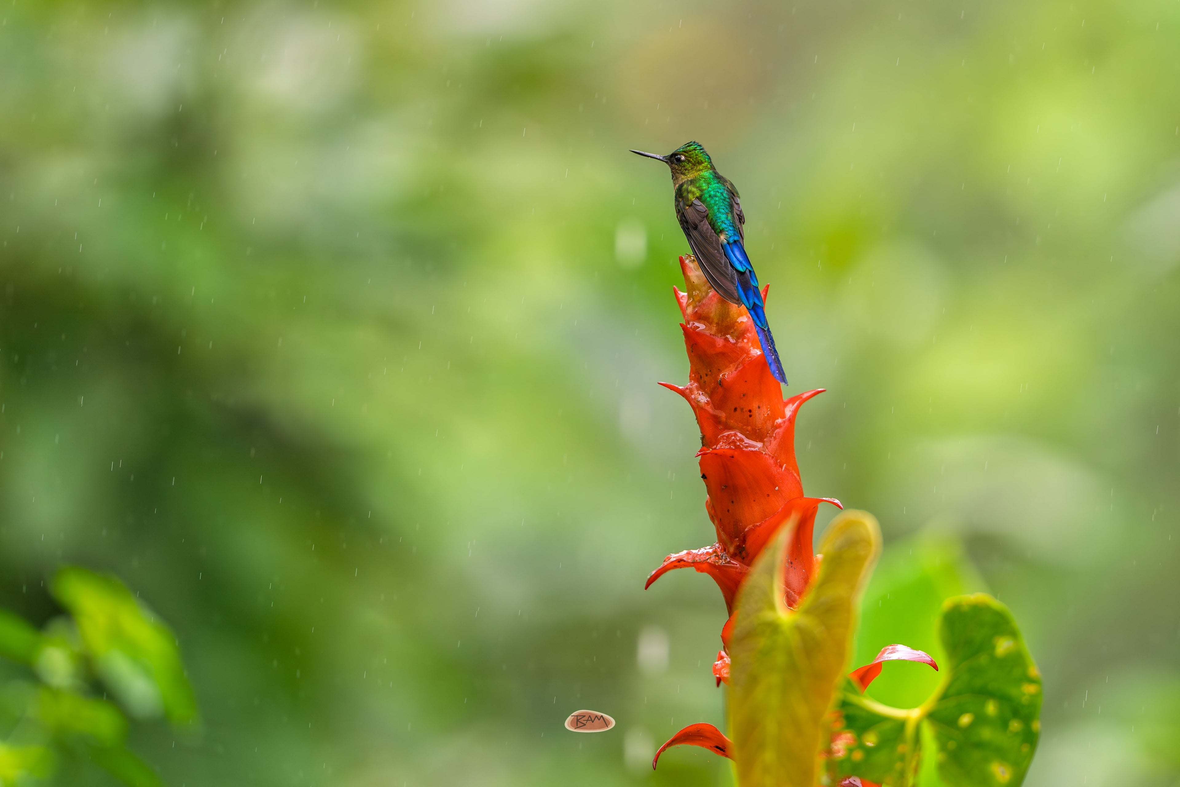 Violet Tailed Sylph perched atop a red flower spike in misty rain
