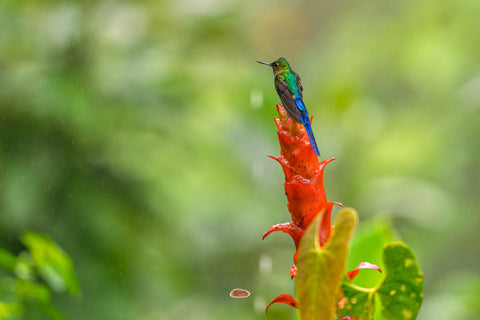 Violet Tailed Sylph perched atop a red flower spike in misty rain