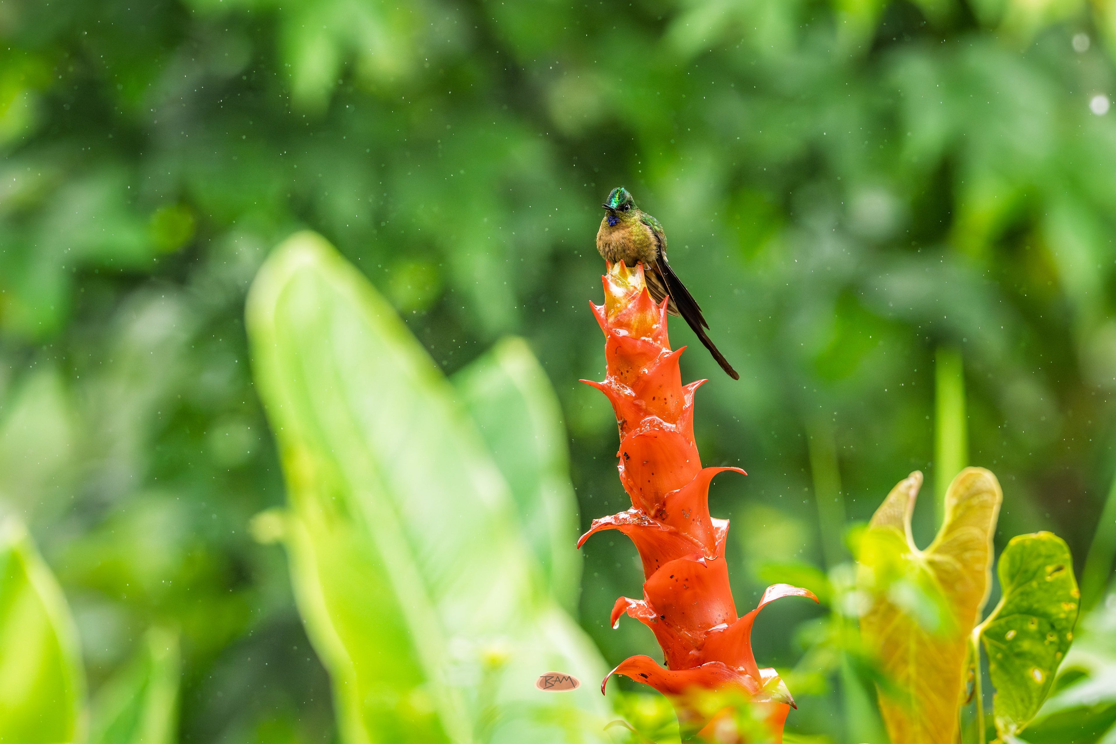 Violet Tailed Sylph resting on a wet red bromeliad among green foliage