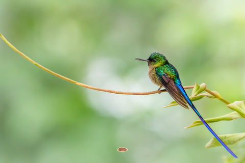 Violet Tailed Sylph with long blue tail perched on a slender vine
