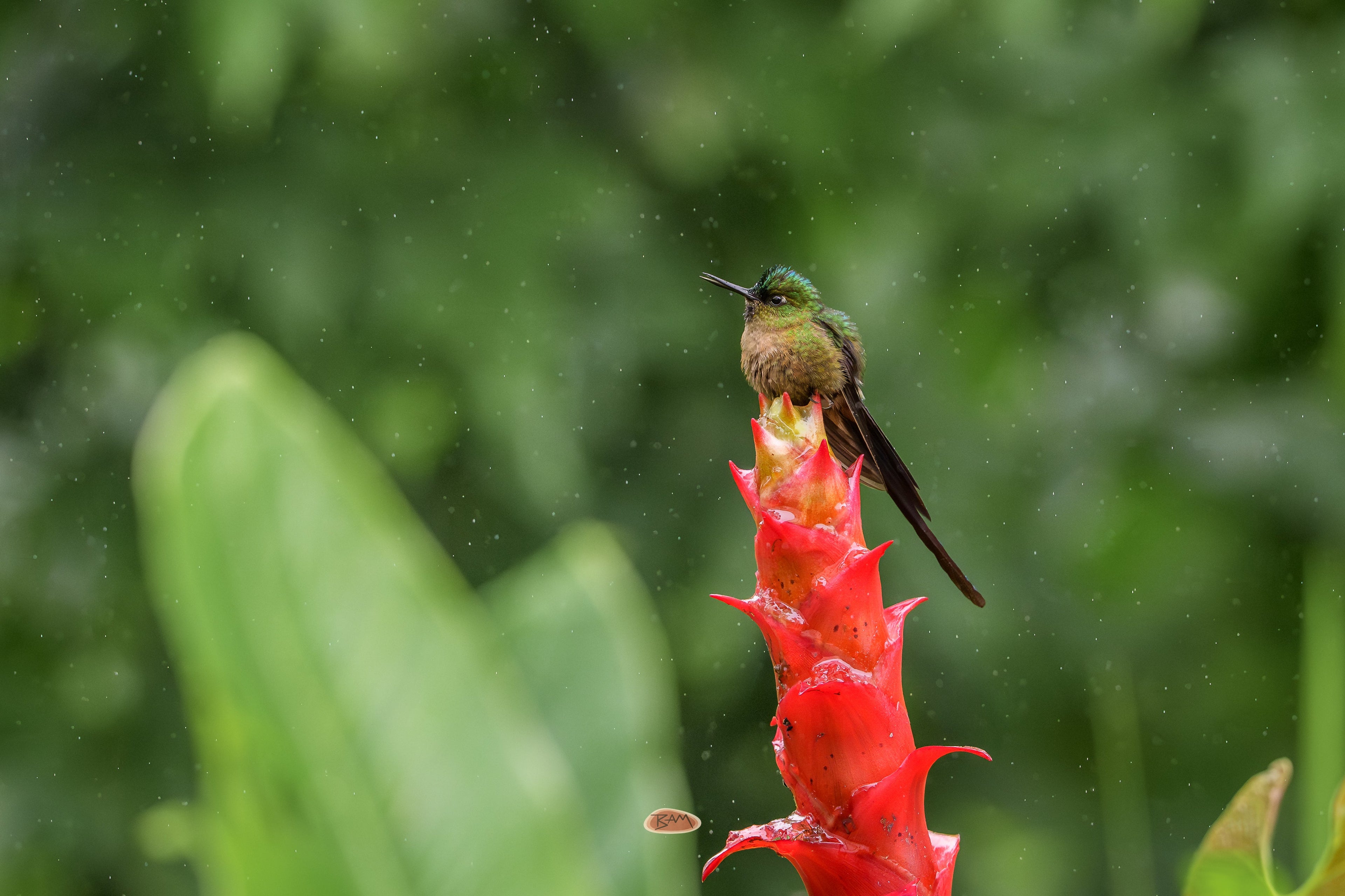 Violet Tailed Sylph perched atop a bright red bromeliad flower in the rain