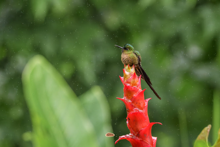 Violet Tailed Sylph perched atop a bright red bromeliad flower in the rain