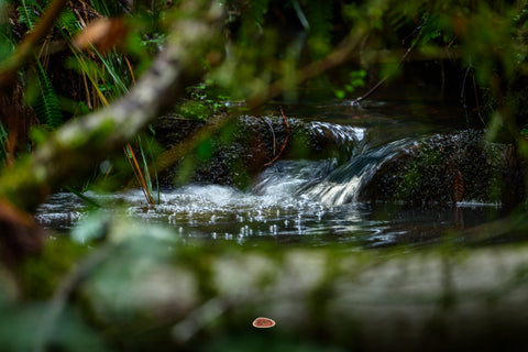 Waterfall tumbling over mossy rocks framed by dark forest foliage