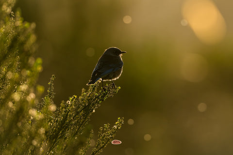 Western Bluebird perched on a shrub backlit by warm golden light