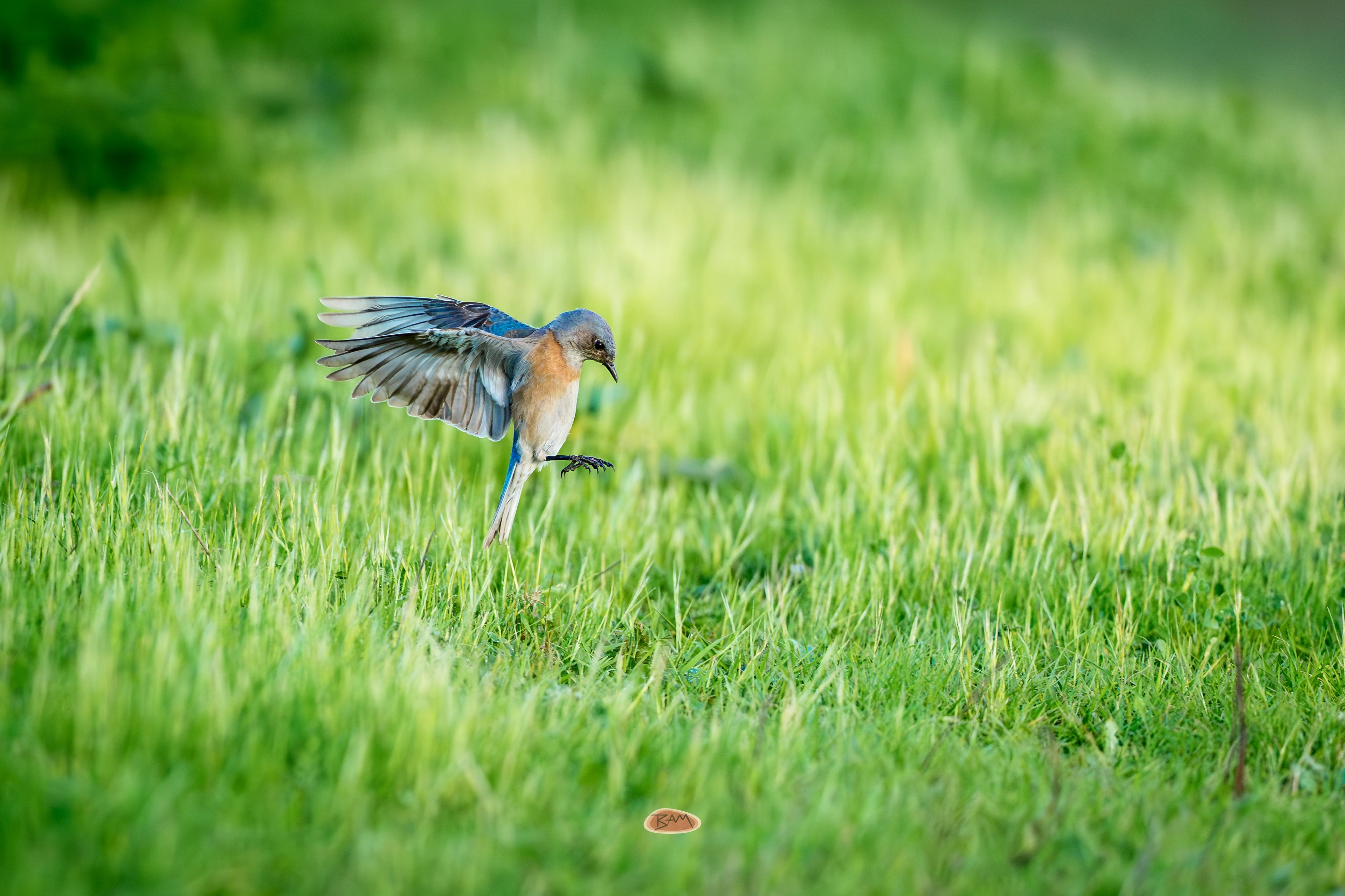 Western Bluebird descending with wings spread over a green grassy field