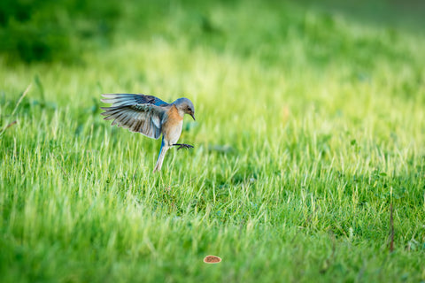 Western Bluebird descending with wings spread over a green grassy field
