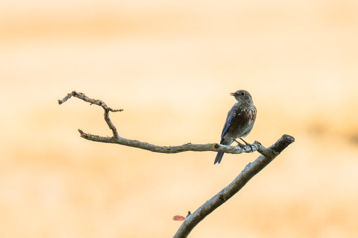 Western Bluebird perched on a bare branch against a soft golden background