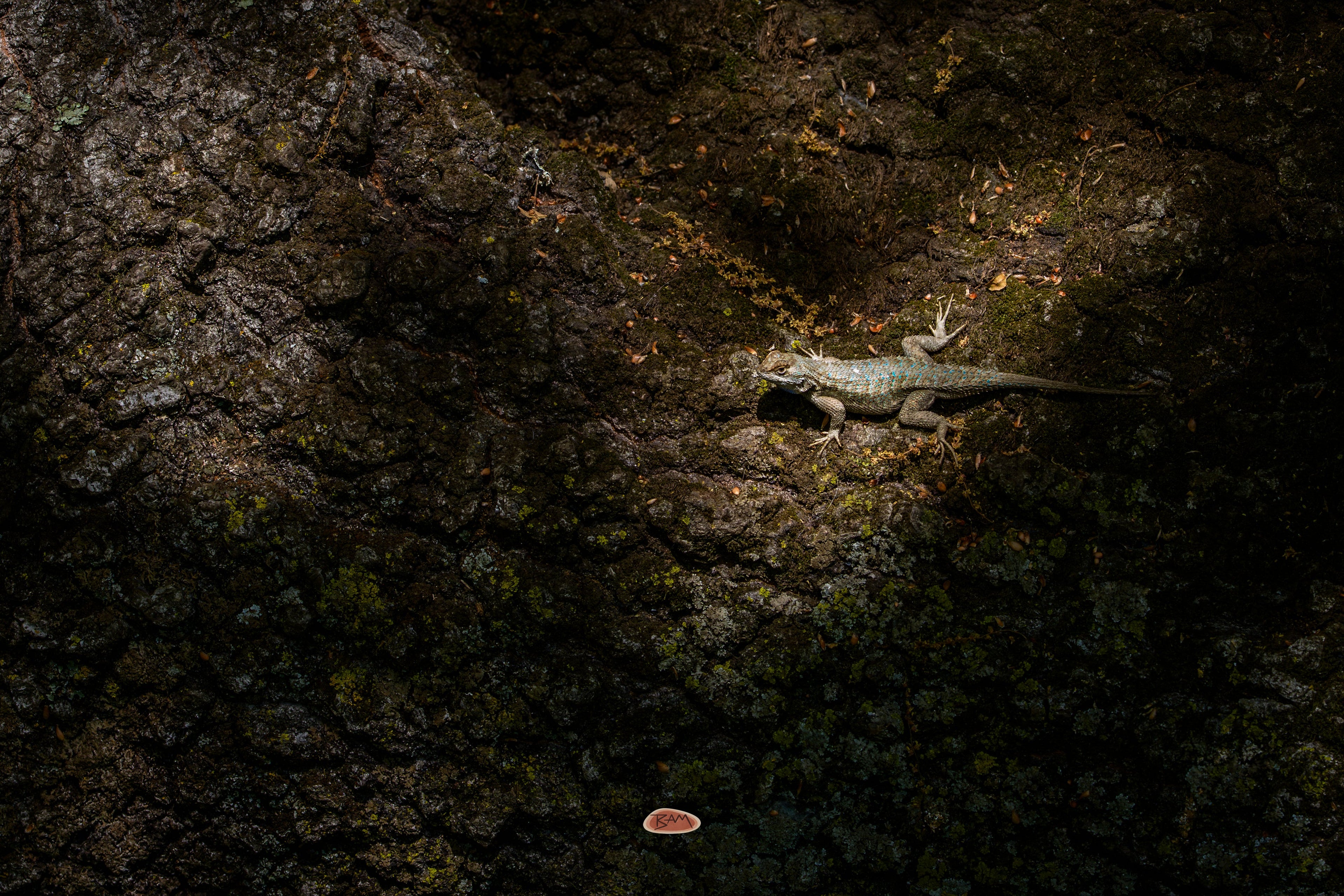 Western Fence Lizard basking in a shaft of light on dark tree bark