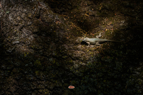 Western Fence Lizard basking in a shaft of light on dark tree bark