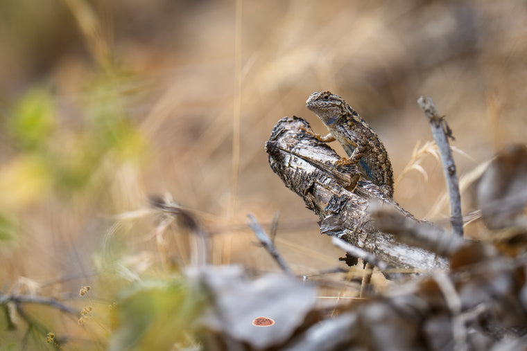 Western Fence Lizard with a blue belly basking on a weathered branch in dry grass