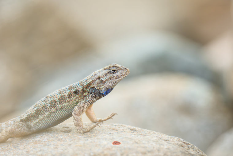 Western Fence Lizard on a sunlit rock showing the blue scales along its throat and side