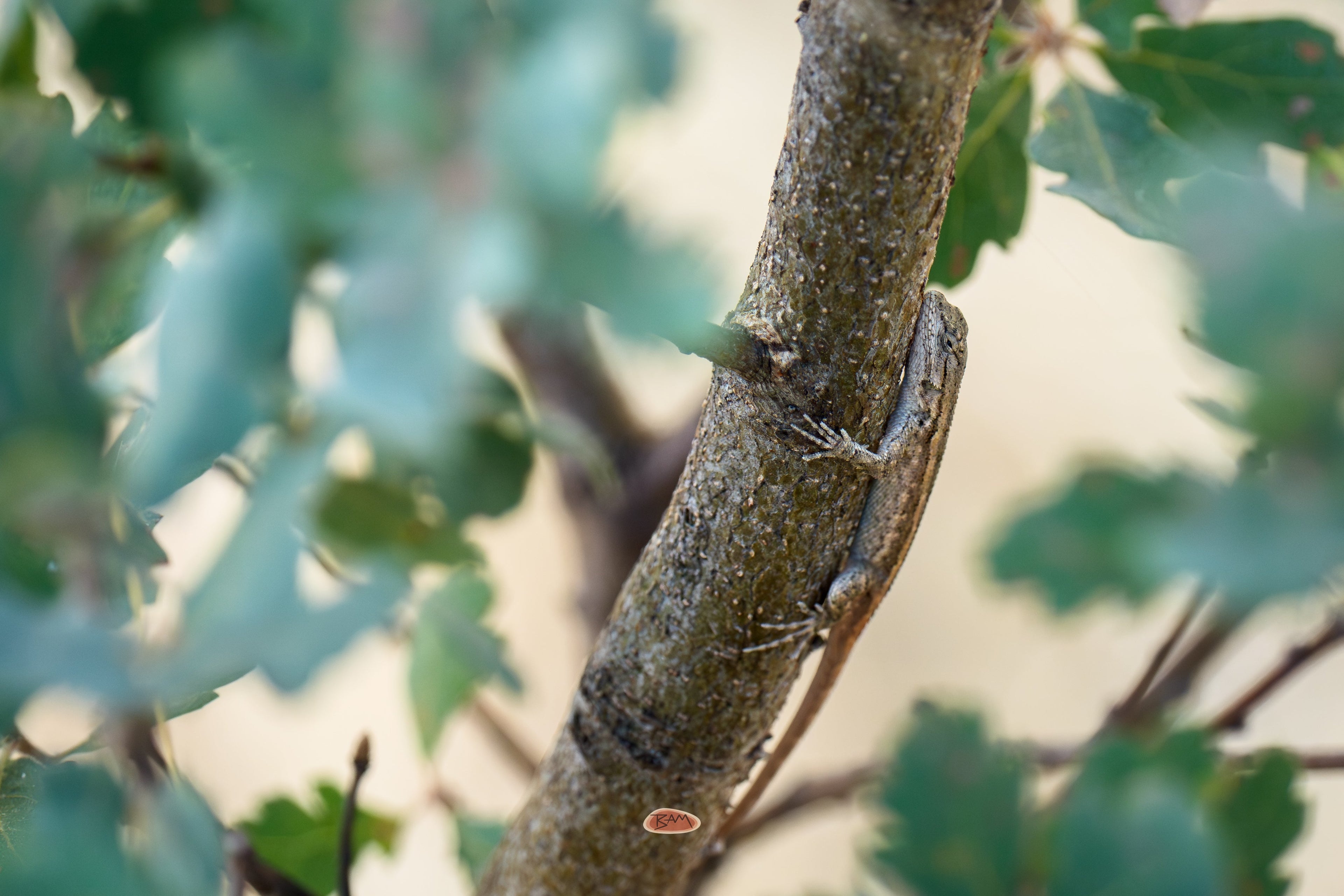 Western Fence Lizard clinging to a vertical branch among blue green leaves