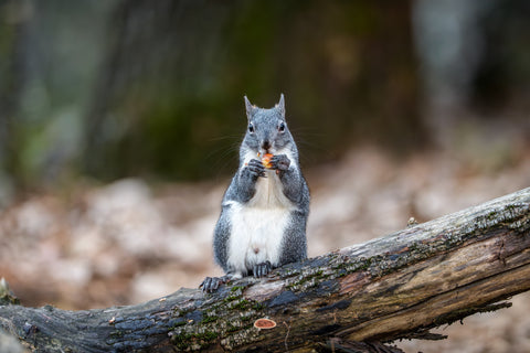 Western Gray Squirrel nibbling food while perched on a mossy log