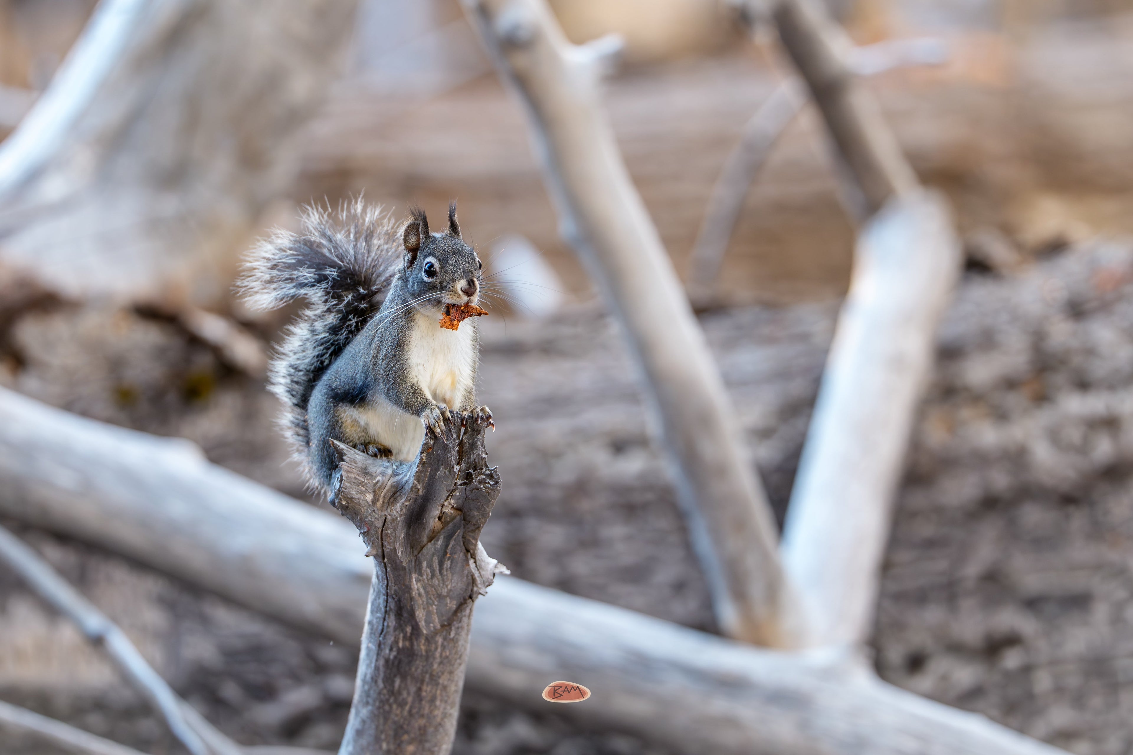 Western Gray Squirrel eating atop a bare branch stub among pale driftwood