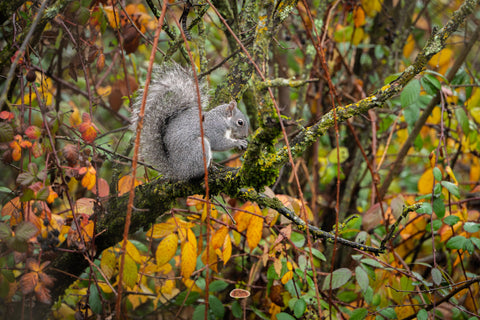 Western Gray Squirrel on a mossy branch amid autumn leaves