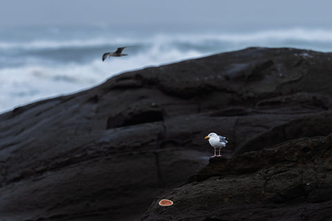Western Gull on dark coastal rocks as another flies over a stormy sea