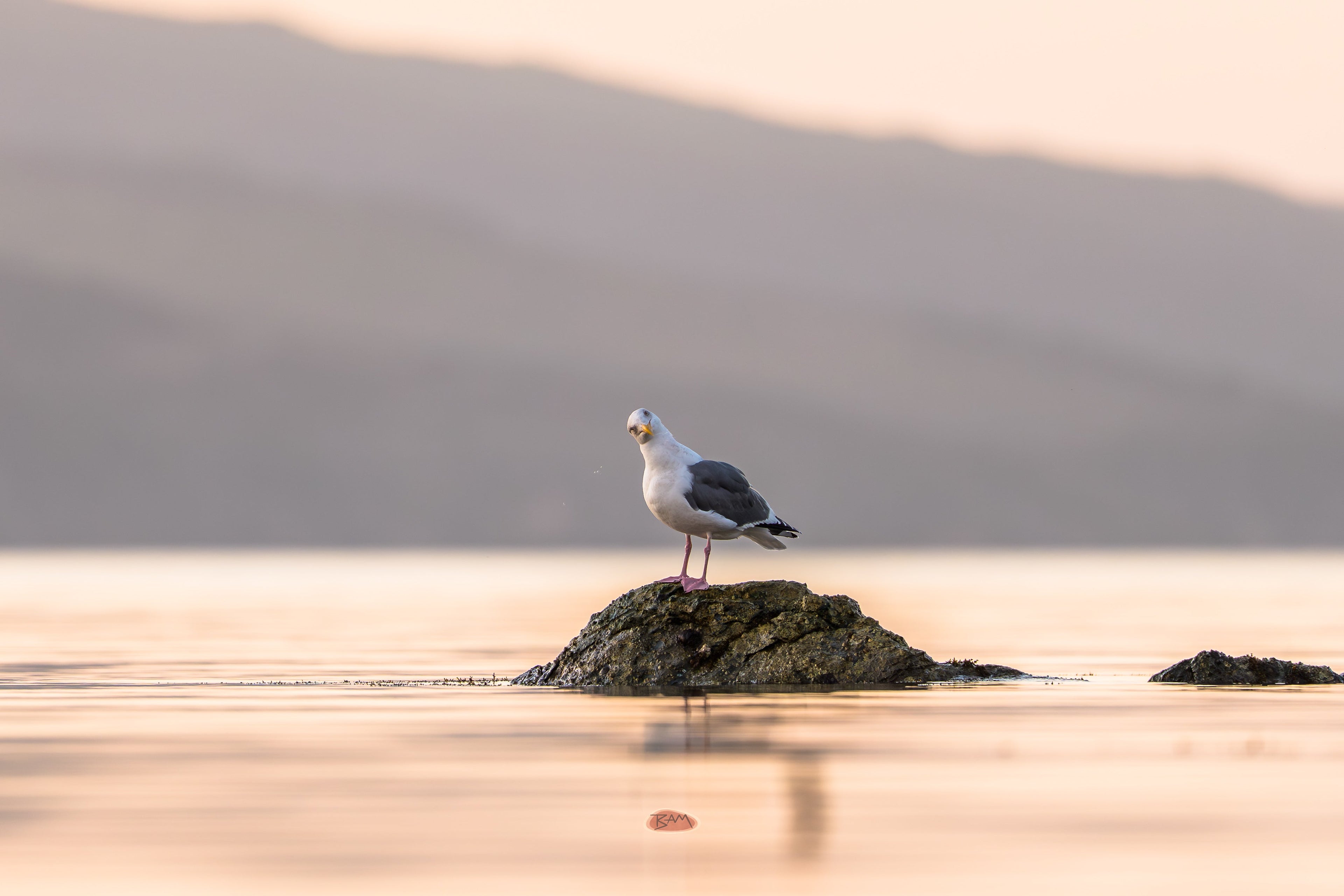 Western Gull standing on a small rock in calm golden water at sunset