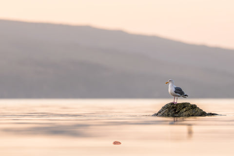 Western Gull standing on a rock in calm water at dusk with hazy hills behind