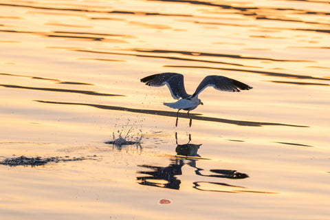 Western Gull lifting off the water at sunset with wings spread and a splash below