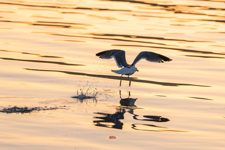 Western Gull lifting off the water at sunset with wings spread and a splash below