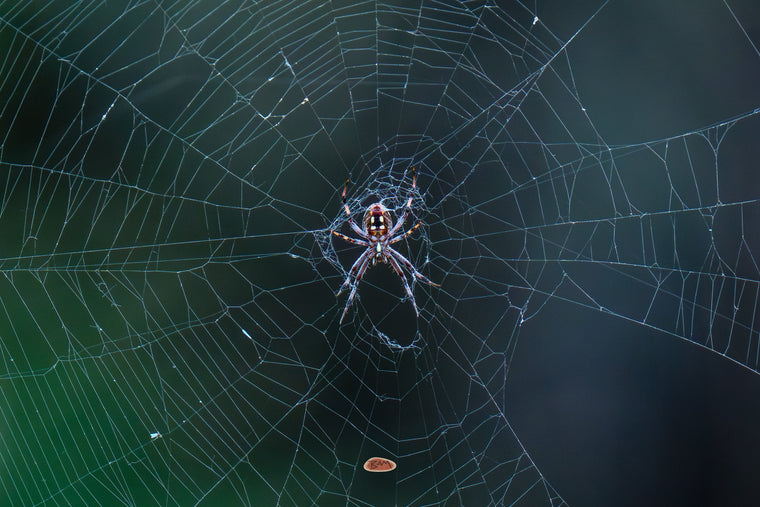 Western Spotted Orbweaver resting at the center of its dew-lit web against a dark background