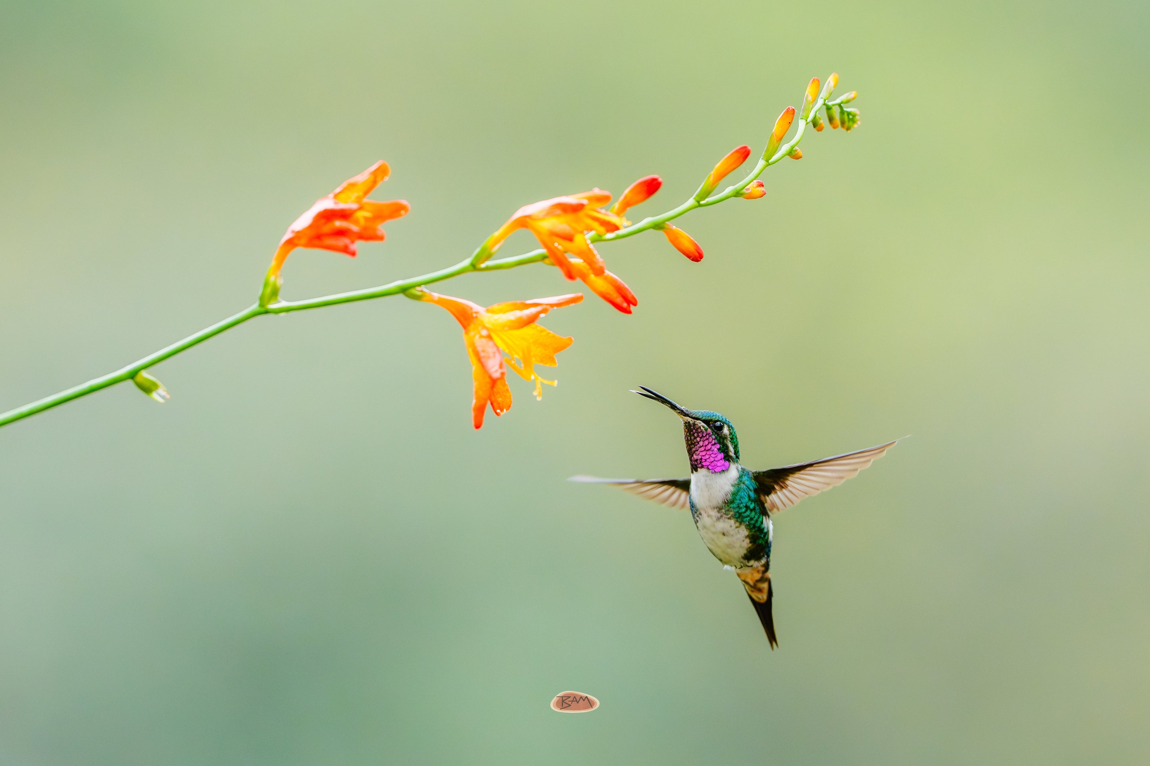 White Bellied Woodstar hovering beside orange crocosmia flowers