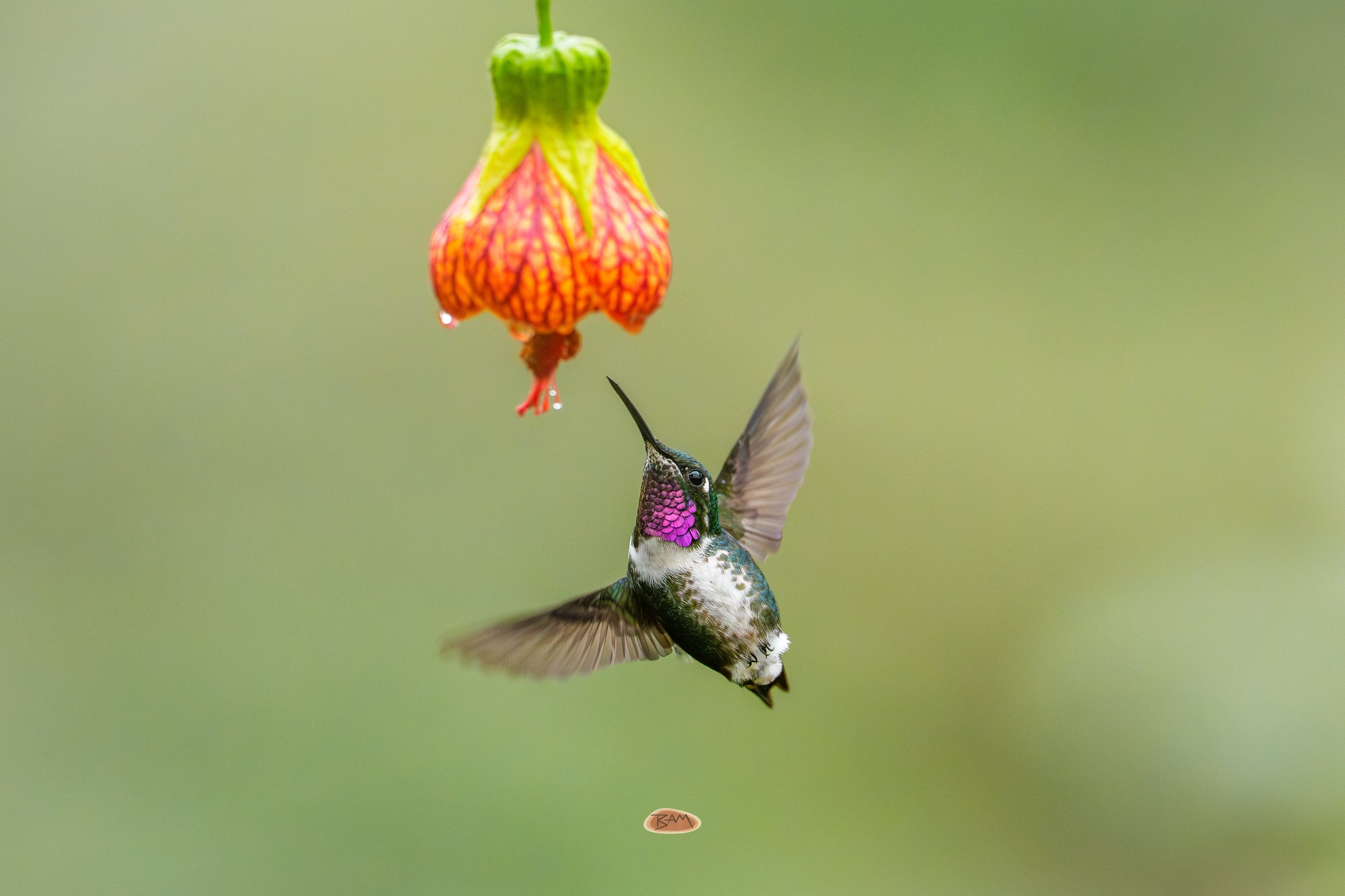 White Bellied Woodstar hovering below a dangling orange red flower