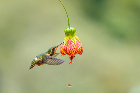 White Bellied Woodstar hovering to drink from a dangling red lantern flower
