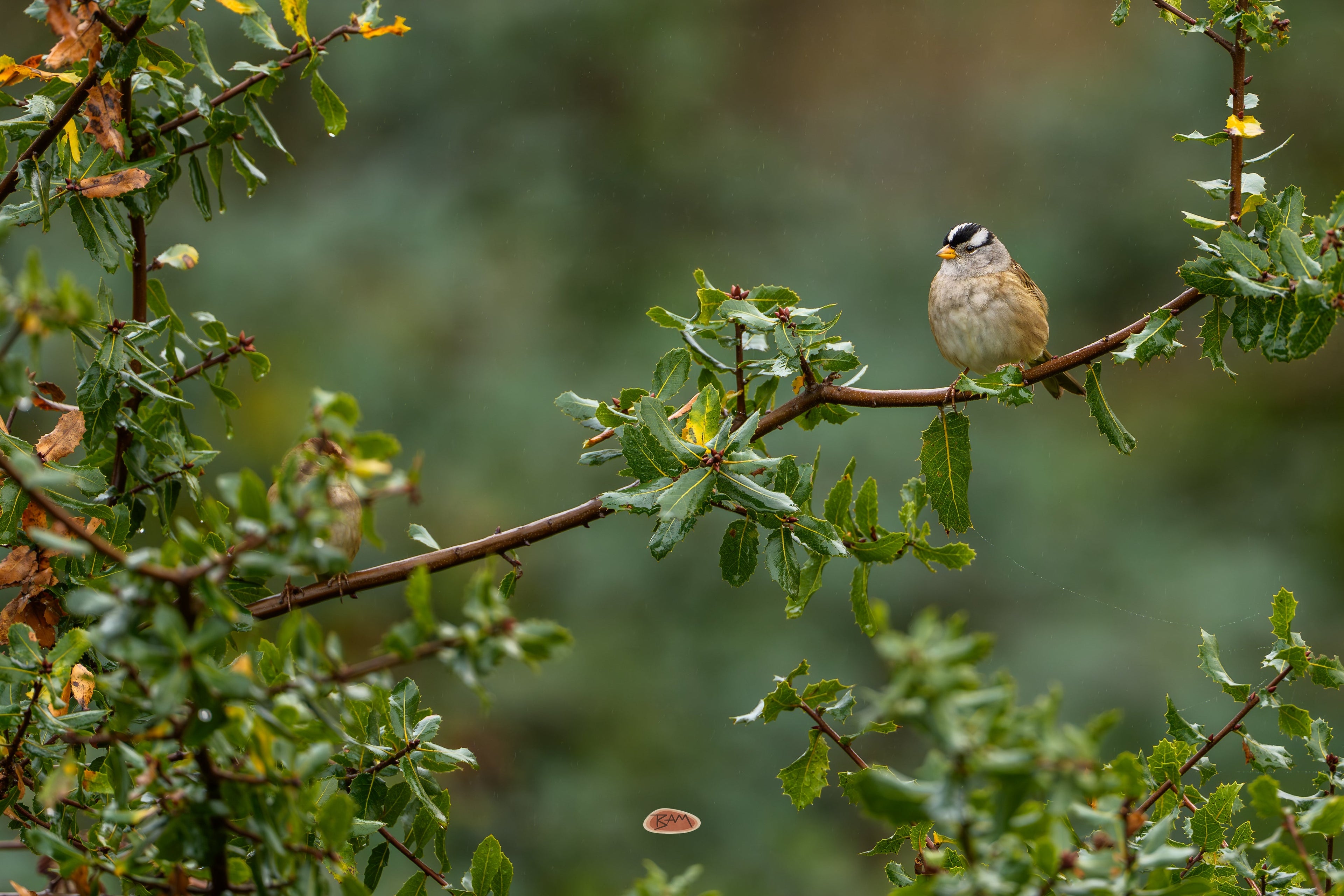 White Crowned Sparrow perched on a wet branch in green foliage