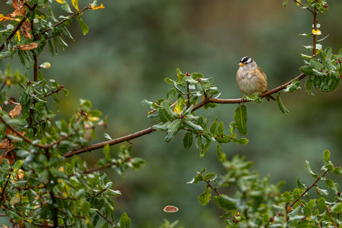 White Crowned Sparrow perched on a wet branch in green foliage