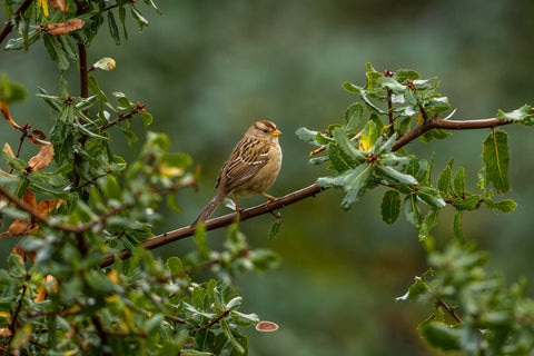 White Crowned Sparrow perched on a branch in light rain