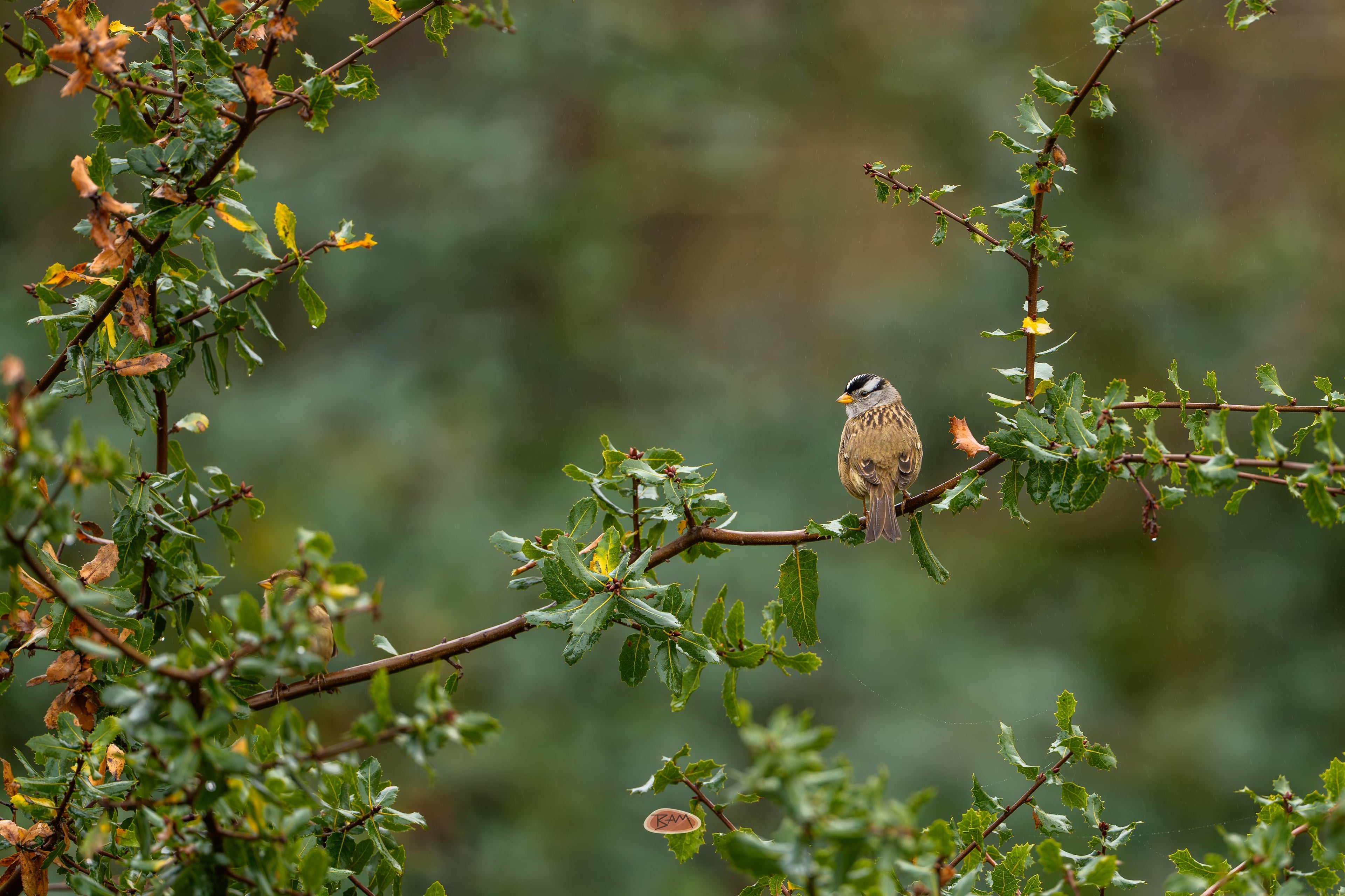 White Crowned Sparrow perched among wet leaves in a green thicket