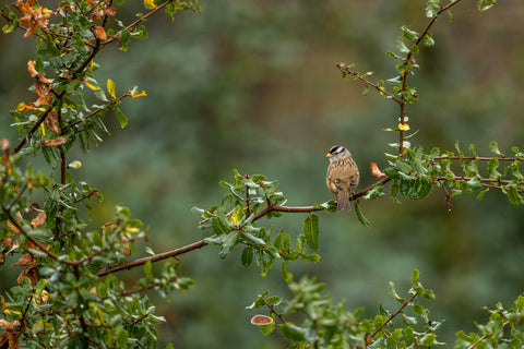 White Crowned Sparrow perched among wet leaves in a green thicket