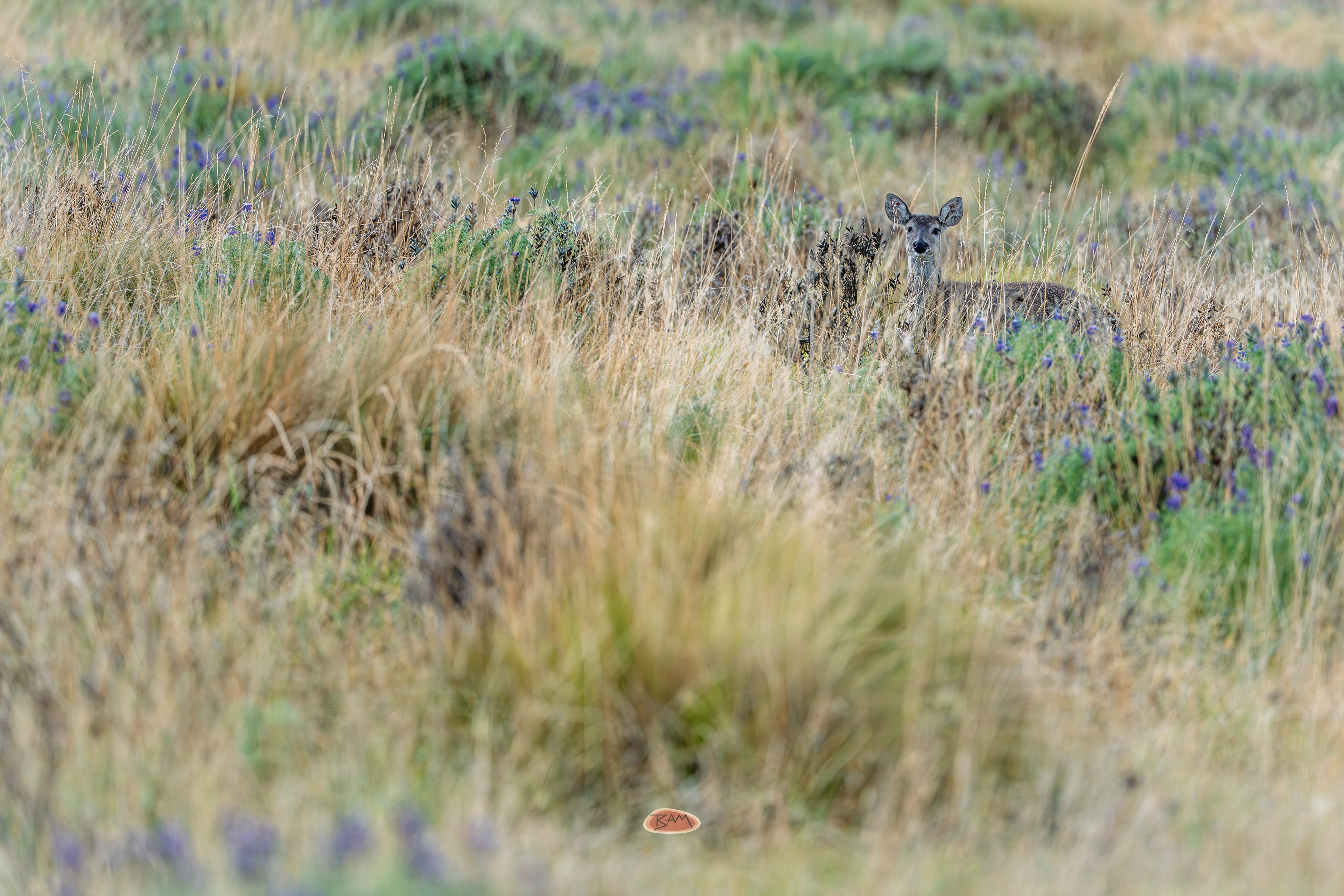 White Tailed Deer peering over tall grass and wildflowers in a meadow