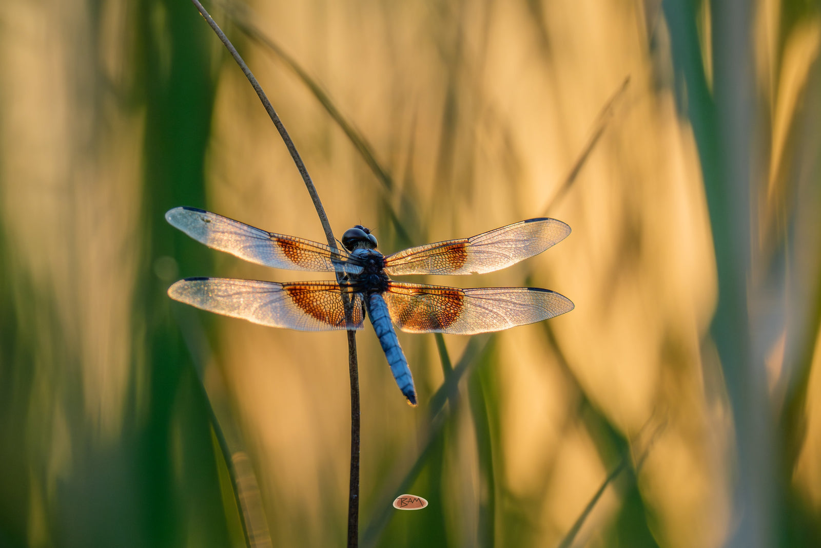 Widow Skimmer perched on a slender stem with sunlight glowing through its banded wings