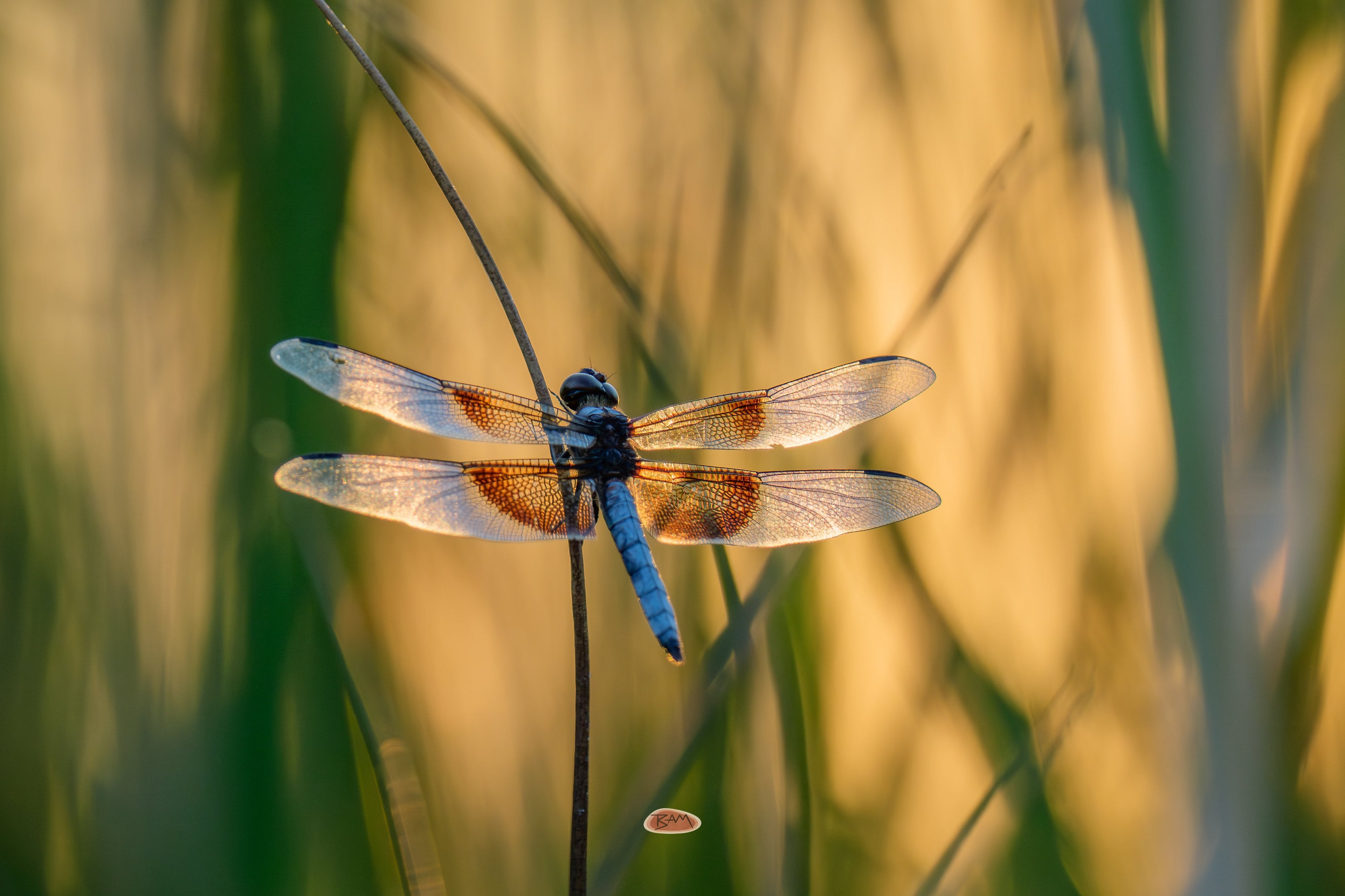 Widow Skimmer perched on a slender stem with sunlight glowing through its banded wings